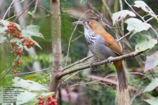 babbler,-grey-sided-scimitar001.jpg