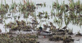 4.croppsnipe closest DSCF3532.jpg