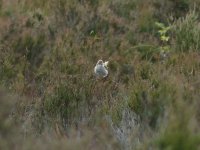 whitethroat.jpg