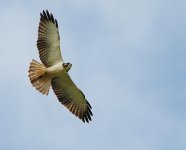 Short-tailed Hawk Nov 20 A.jpg