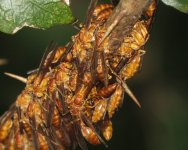 IMG_6890 wasp party @ Tai O.JPG