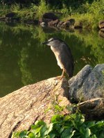 IMG_1245 BC Night Heron @ DB.JPG