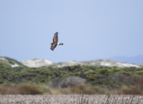 northern harrier.JPG