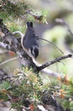 2014_08_08 (2b)_Red-breasted_Nuthatch (533x800).jpg