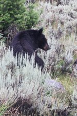 2014_08_08 (5)_Black_Bear (533x800).jpg