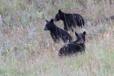 2014_08_08 (10)_Black_Bear (800x533).jpg