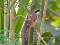 IMG_6875 Brown Shrike @ Rdbt 2.JPG