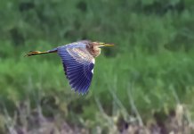 purple heron flight scrape MP D810 300mm_DSC4992.jpg