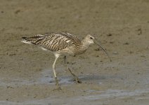 whimbrel DB MP D810_DSC6301.jpg