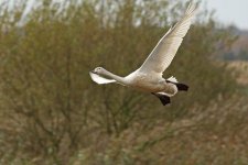 Whooper Swan 0X6R6653.jpg