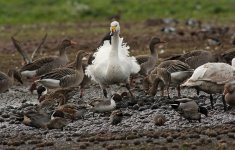 Whooper Swan 0X6R6662.jpg