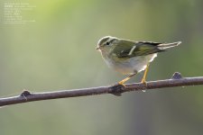 warbler,-yellow-browed026.jpg
