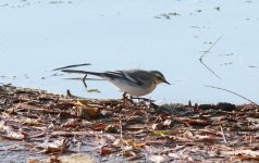 White Wagtail.jpg