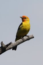 2014_08_09 (6c)_Western_Tanager (2) (533x800).jpg