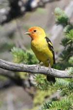 2014_08_09 (6e)_Western_Tanager (4) (533x800).jpg