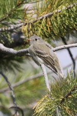 2014_08_09 (6f)_Dusky_Flycatcher (533x800).jpg