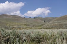 2014_08_09 (6h)_Lamar_Valley_Sagebrush (800x533).jpg