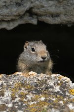 2014_08_09 (7d)_Uinta_Ground_Squirrel (533x800).jpg