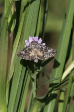 2014_08_09 (7e)Moth_sp_Plusia_maybe (533x800).jpg