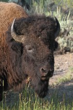 2014_08_09 (8c)_American_Bison (533x800).jpg