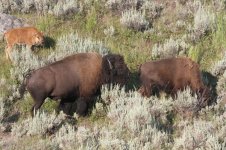 2014_08_09 (8d)_American_Bison (800x533).jpg