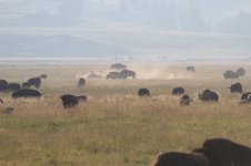 2014_08_09 (8g)_Lamar_Valley_Bison_herd (800x533).jpg