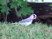 Blue Jay 623.jpg