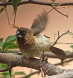 wr munia.groom DSCF1924.jpg