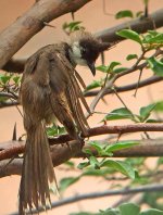 rw bulbul.groom DSCF1945.jpg