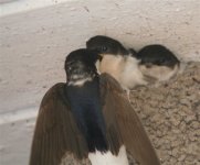 House Martin 0219_edited.JPG