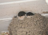 House Martin 0237_edited.JPG