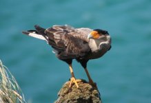 Southern Caracara (Cape Dolphin) 002.jpg