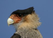 Southern Caracara (Stanley) (Ad) 003.jpg