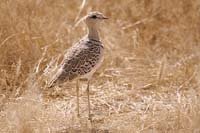 A1 Doublebanded Courser.jpg