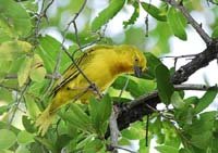 A1 Golden Weaver.jpg