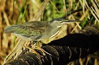 A1 Green-backed Heron.jpg