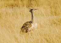 A1 Kori Bustard.jpg