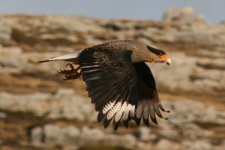 Southern Caracara (Stanley) (Ad) 005.jpg