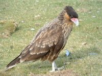 Southern Caracara (Stanley) (juv) 003.JPG