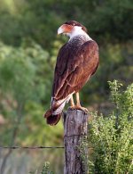 66891685.kaeulfdo.caracara_edited.jpg