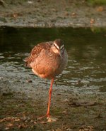 spotshank.JPG