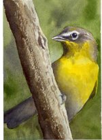 Y = Yellow-Breasted Chat002.jpg