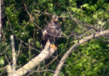 american bald eagle banded tinicum june 06.jpg