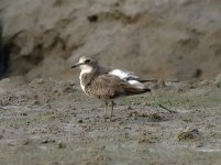 common sandpiper DB MP sx60hs c IMG_0101.jpg