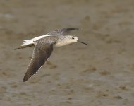 marsh sandpiper flight DB MP D810 500mm c_DSC5879.jpg