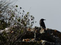 2014.10.15 Blue Rock Thrush.JPG