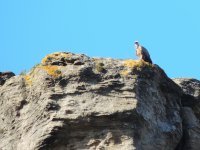 2014.10.15 Griffon Vulture.JPG