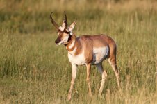 2014_08_09 (9)_Pronghorn (800x533).jpg