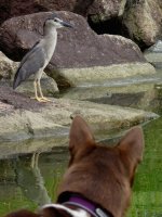 IMG_6915 Black-crowned Night Heron @ DB.jpg