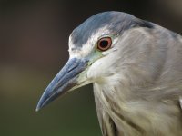 IMG_6962 Black-crowned Night Heron @ DB.JPG